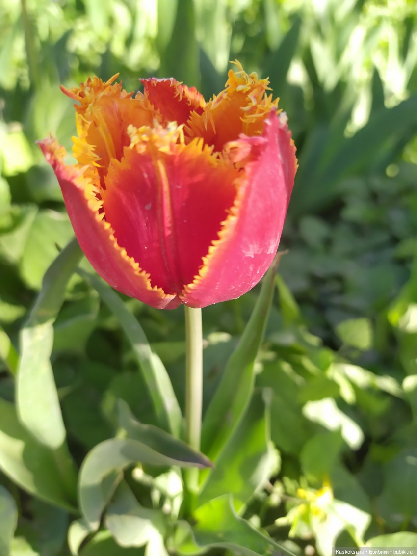 Мик и К. Златкины тюльпаны | Бэйбики Мик и К. Златкины тюльпаны