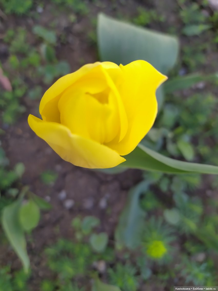 Мик и К. Златкины тюльпаны | Бэйбики Мик и К. Златкины тюльпаны