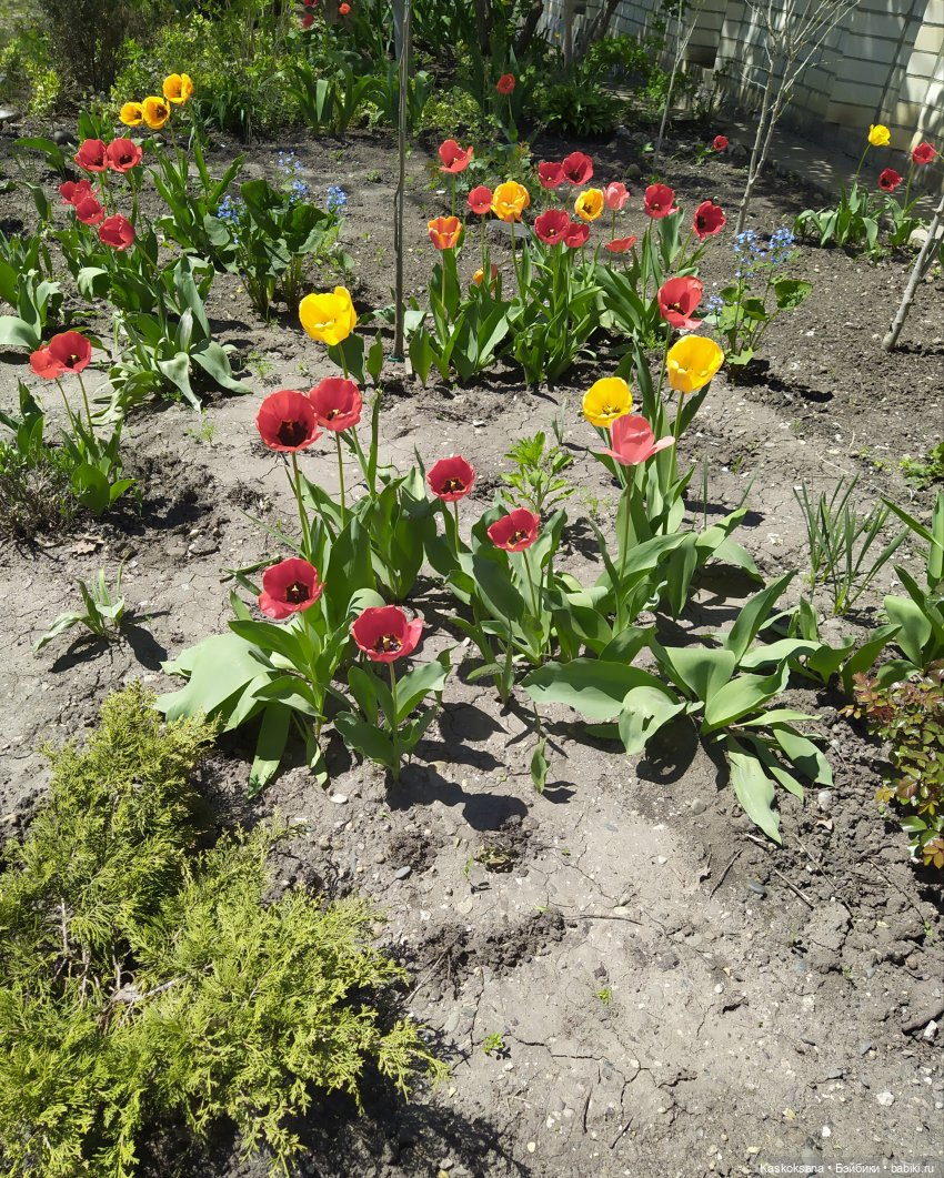 Мик и К. Златкины тюльпаны | Бэйбики Мик и К. Златкины тюльпаны (фото 6)