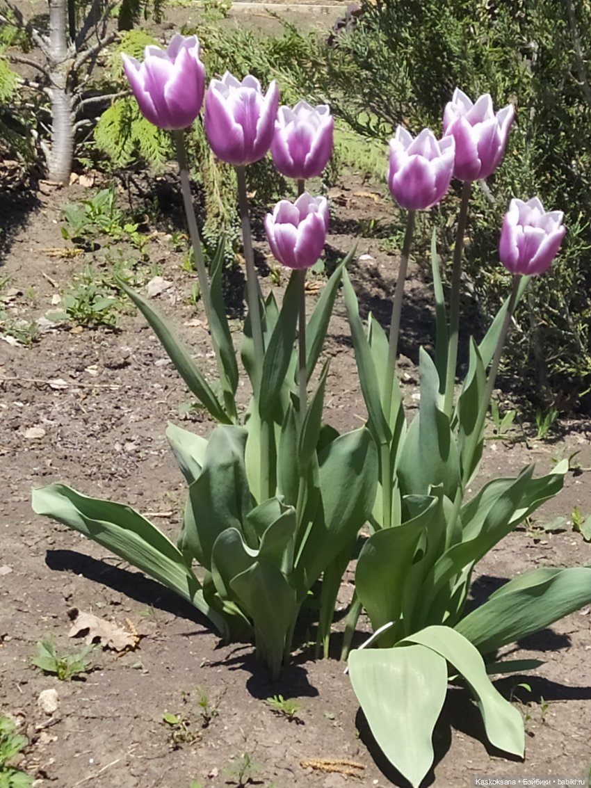 Мик и К. Златкины тюльпаны | Бэйбики Мик и К. Златкины тюльпаны (фото 8)