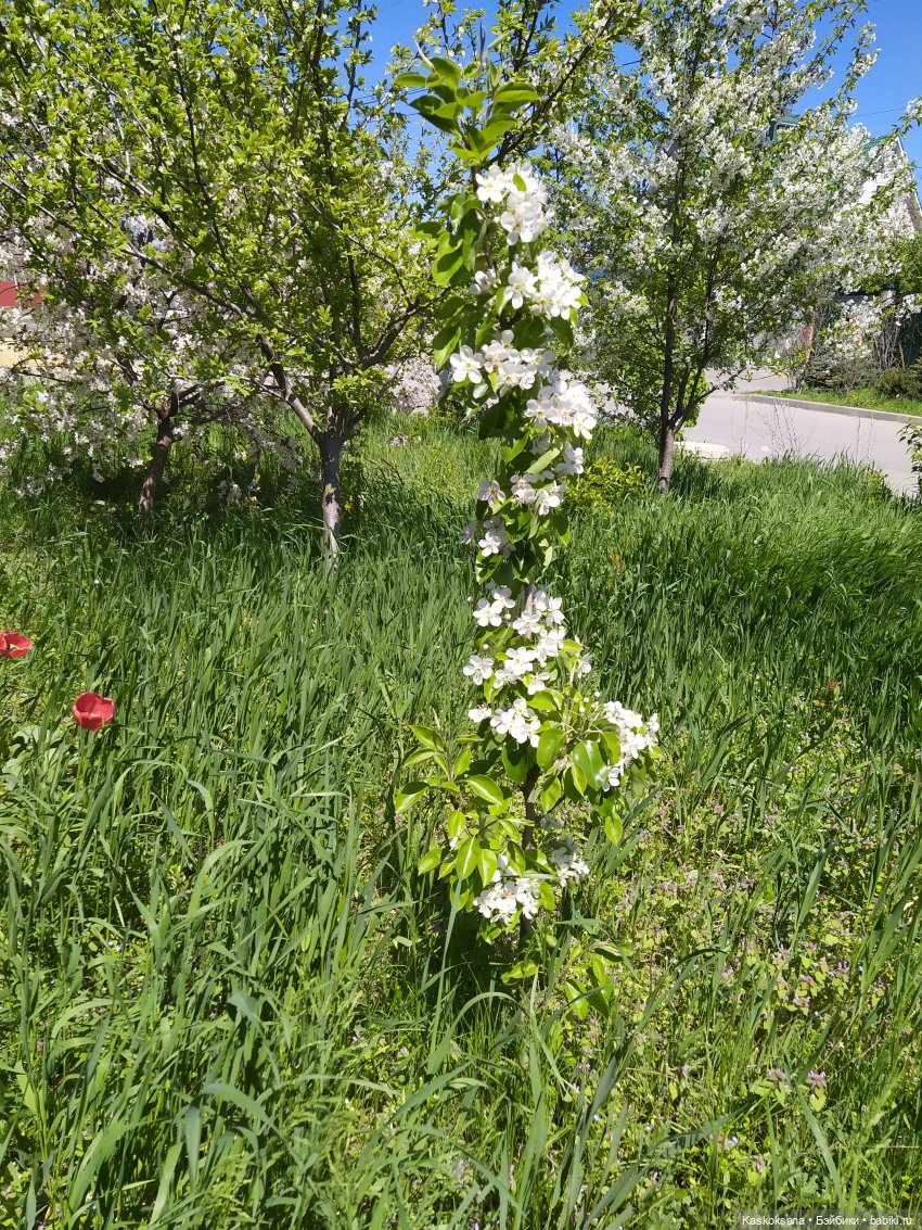 Мик и К. Цветение "сакуры" | Бэйбики Мик и К. Цветение "сакуры"
