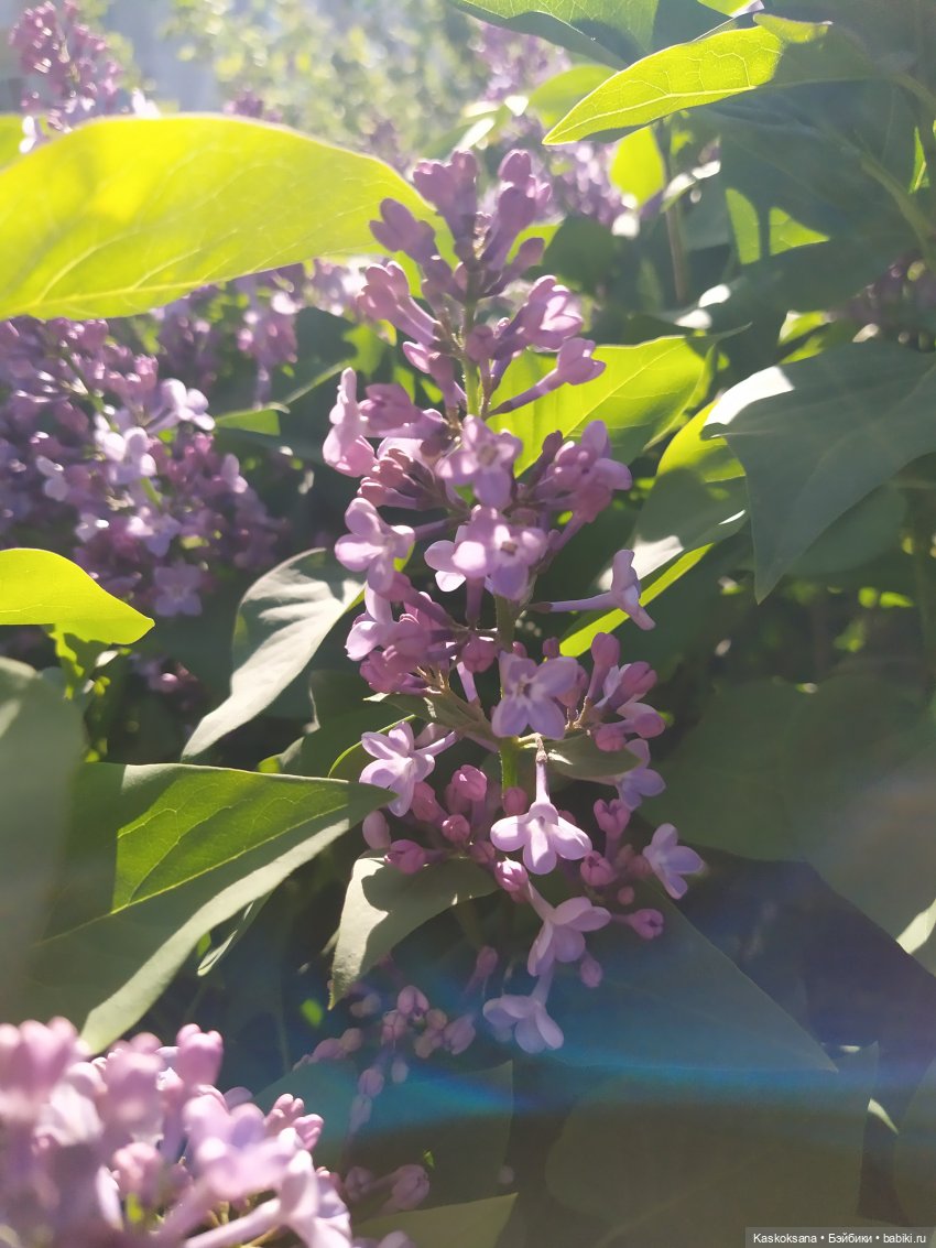 Яськина весна — Куклы Baboliy (Баболи