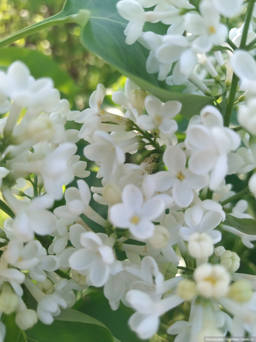 Яськина весна — Куклы Baboliy (Баболи