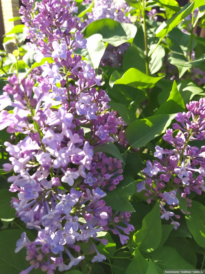 Яськина весна — Куклы Baboliy (Баболи