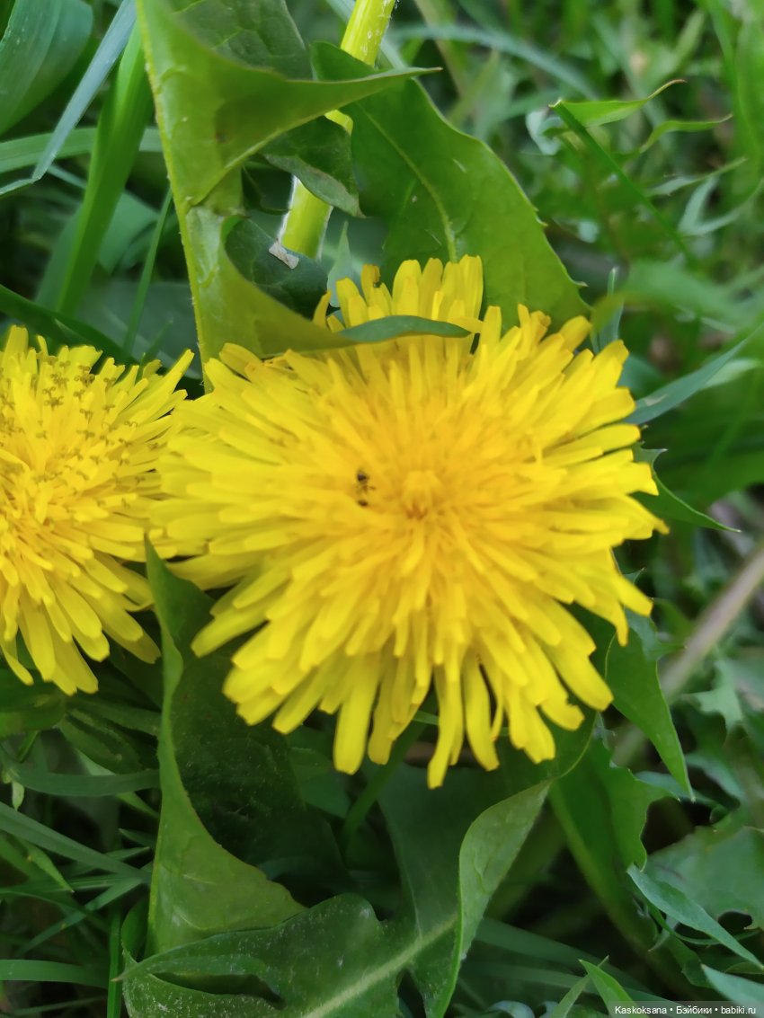 Яськина весна — Куклы Baboliy (Баболи (фото 4)