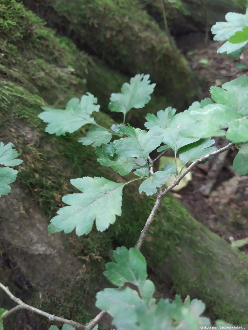 Истории ближнего Средиземья. На земле предков 1 (фото 10)