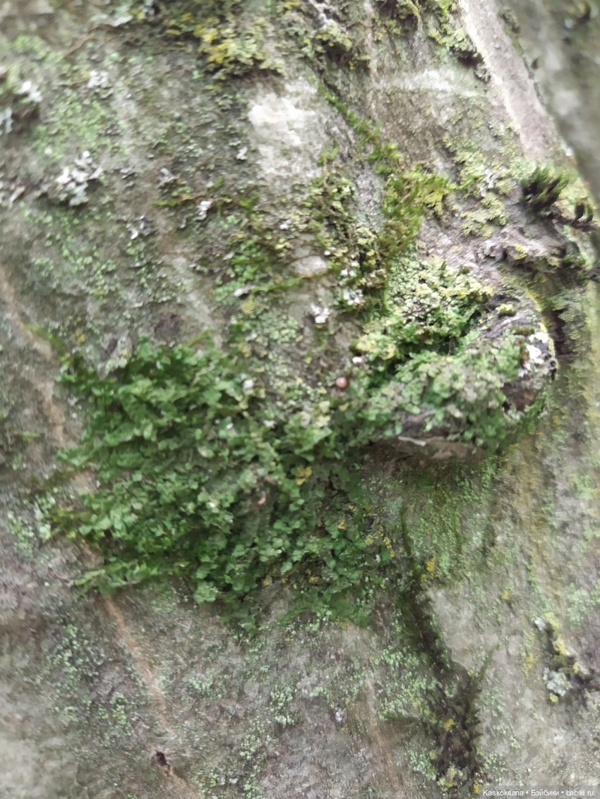 Истории ближнего Средиземья. На земле предков 1