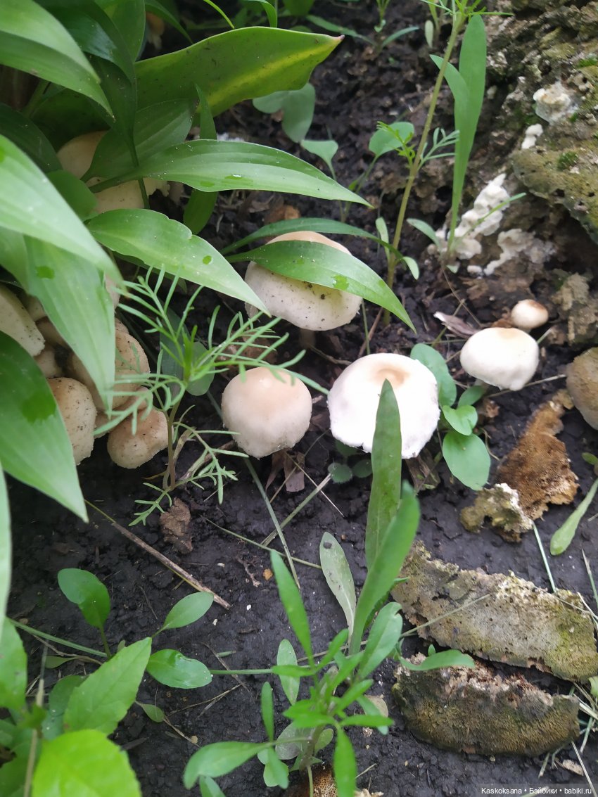 Истории ближнего Средиземья. На земле предков 1