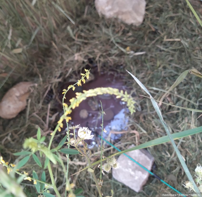 "Неожиданный роман" Свадебный пикник | Бэйбики "Неожиданный роман" Свадебный пикник