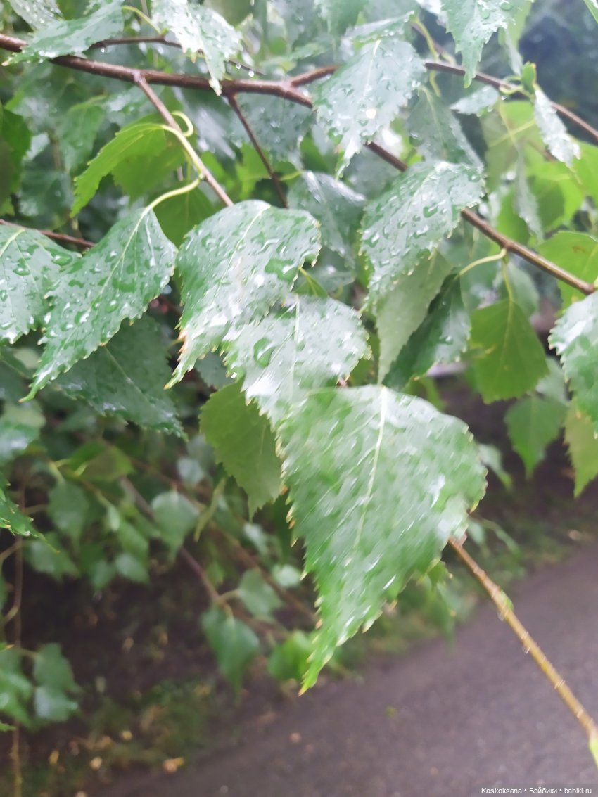 Зачем Яське дождь | Бэйбики Зачем Яське дождь — Куклы Baboliy (Баболи