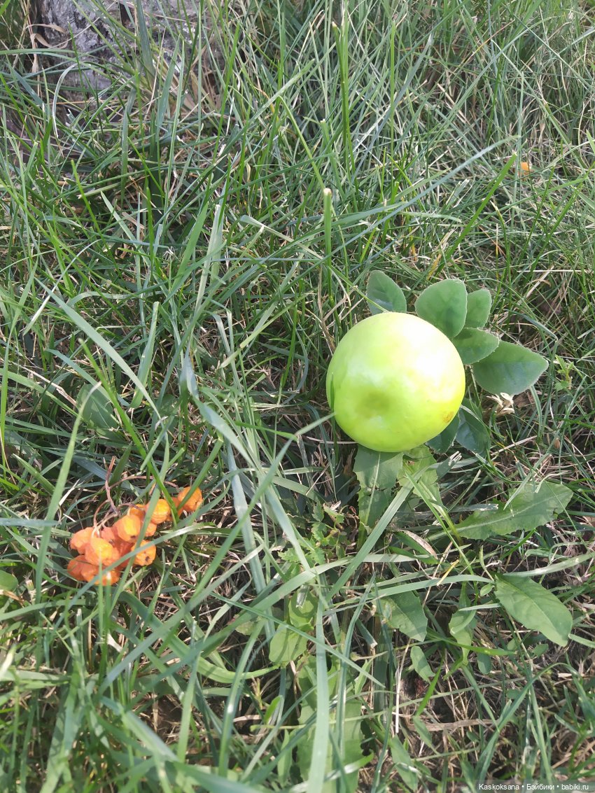 Август, яблоки, дети — Болталка и разговоры обо всем: жизнь (фото 2)