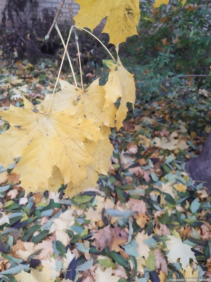 Однажды в Хогвардсе. Листопад (фото 8)