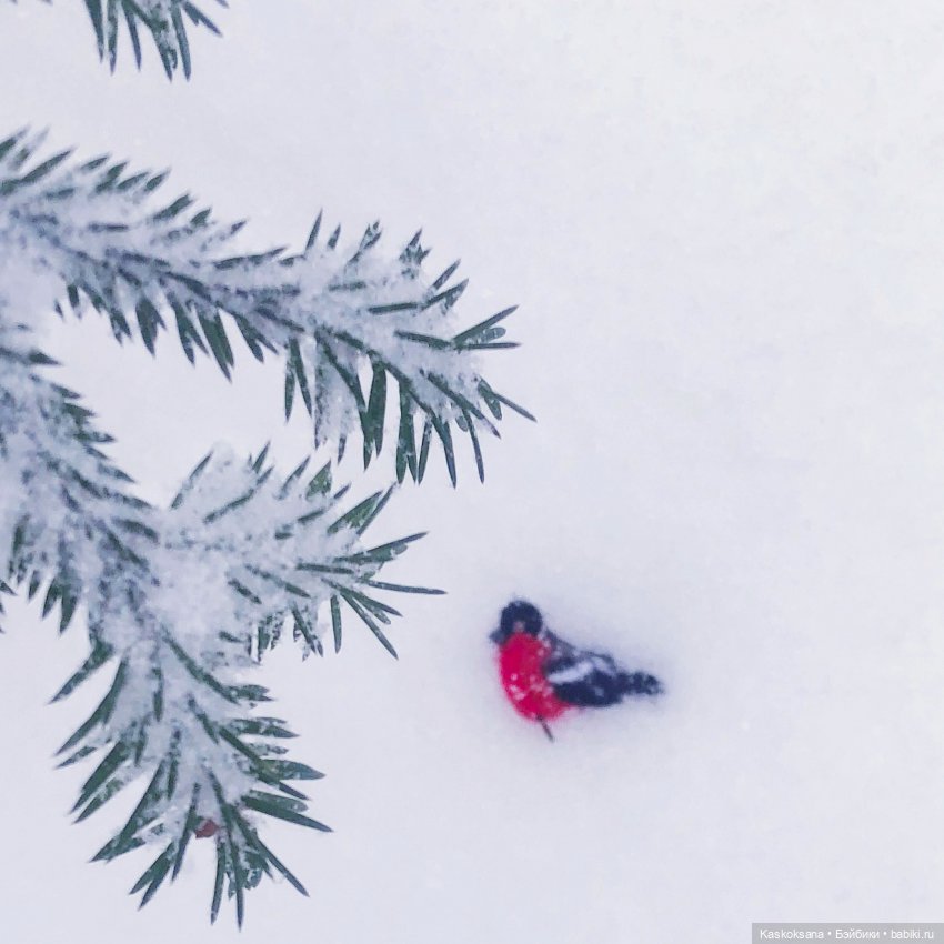 Морозко. 3 серия — Кукольные фотоистории и сериалы: комиксы