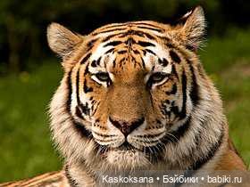 Хищный город: о переносе флешмоба