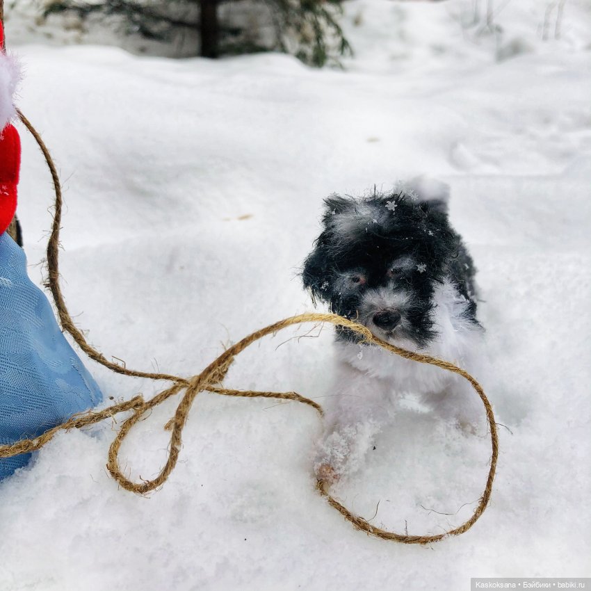 Морозко. 4 серия — Кукольные фотоистории и сериалы: комиксы