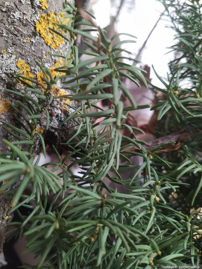 Сказочное закулисье — Мастер