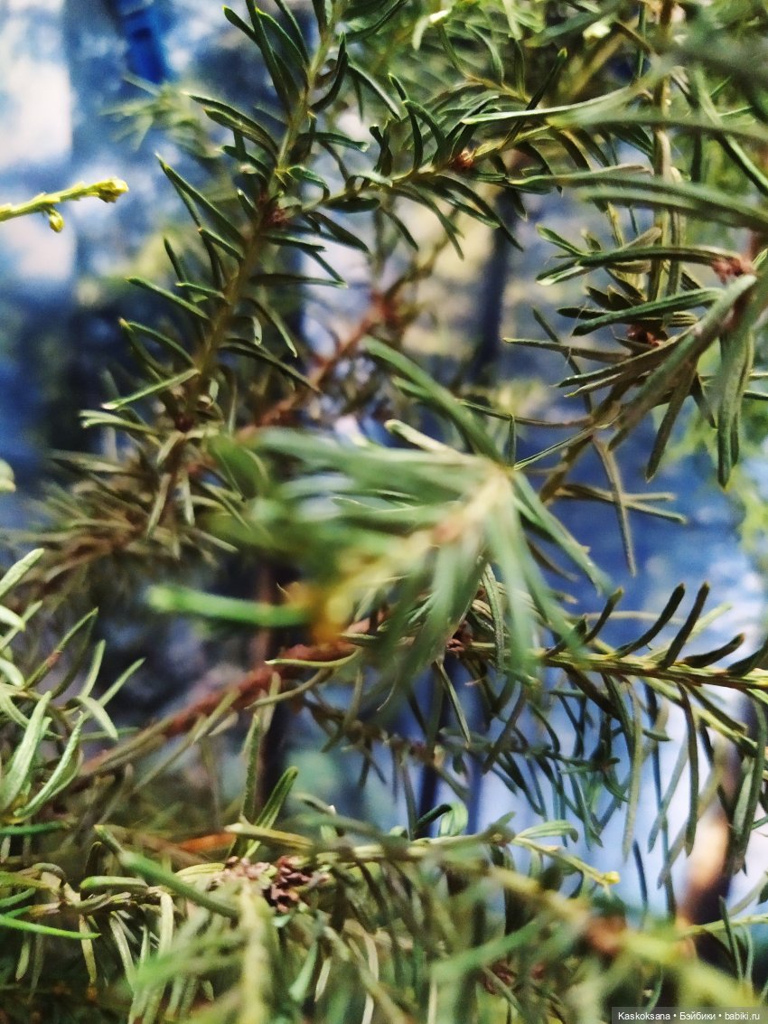 Сумерки. Эпизод 39 . Знакомство | Бэйбики Сумерки. Эпизод 39 . Знакомство (фото 2)