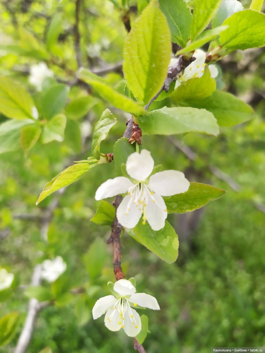Как Любимчики дежурили по апрелю