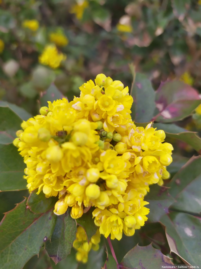 Как Любимчики дежурили по апрелю (фото 2)