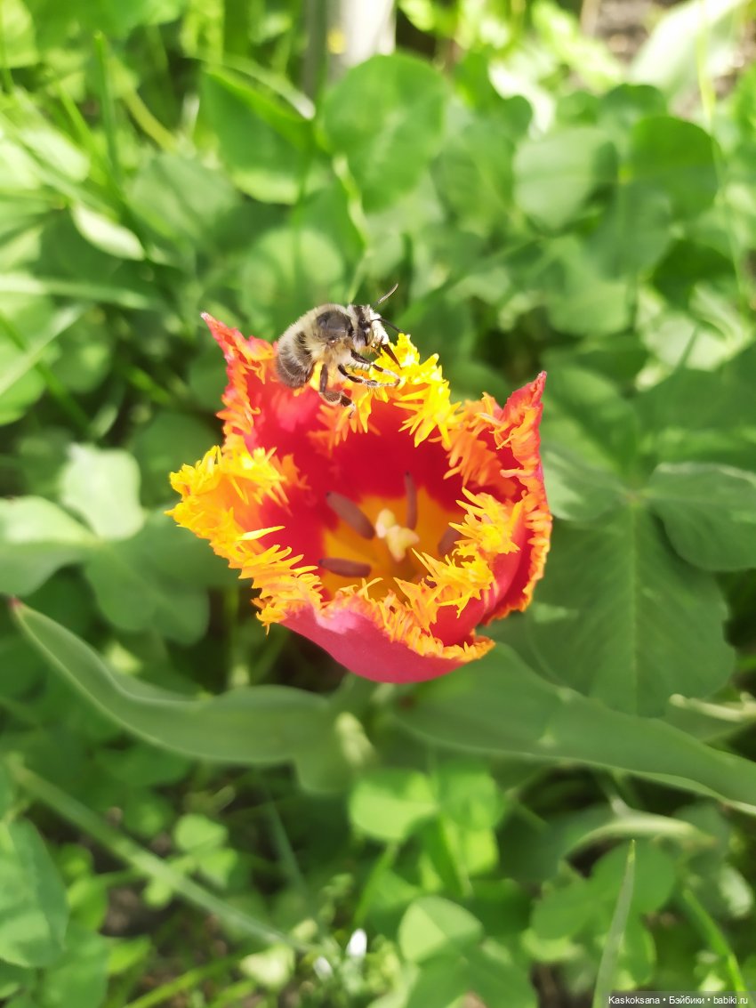 Как Любимчики дежурили по апрелю (фото 6)