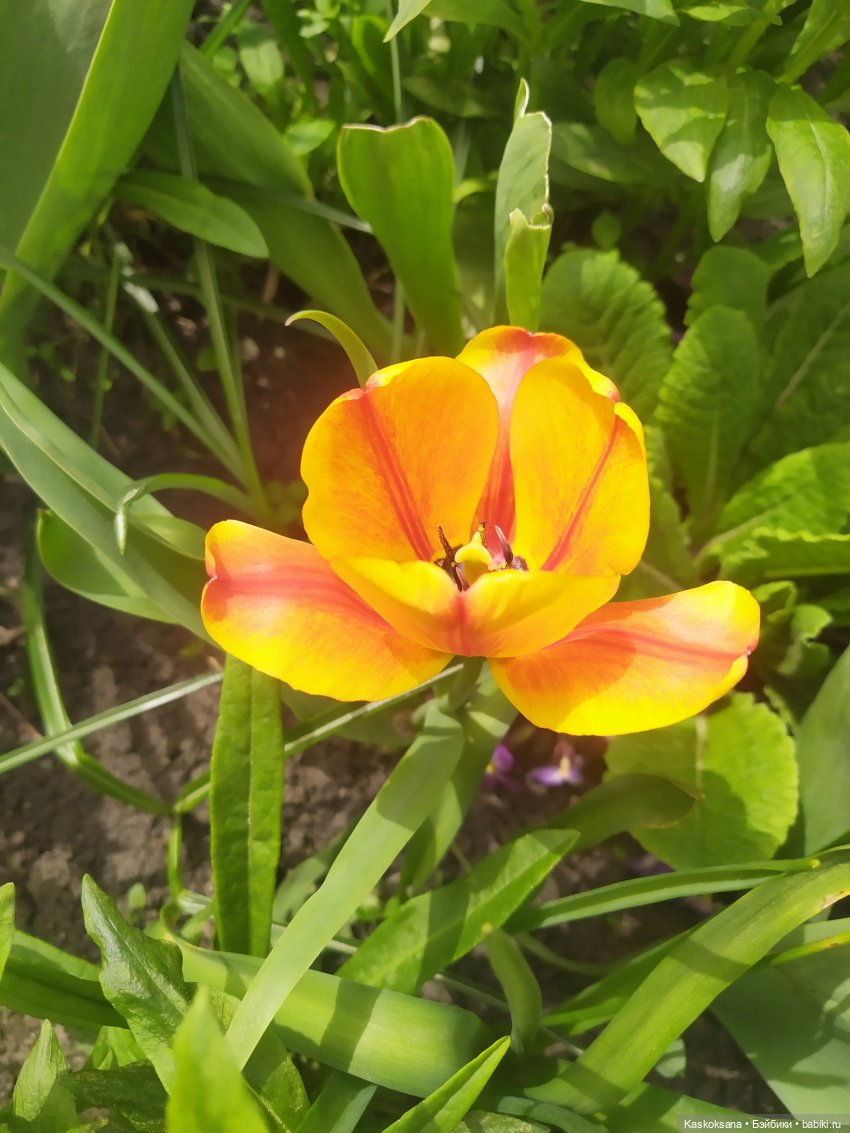 Как Любимчики дежурили по апрелю (фото 4)