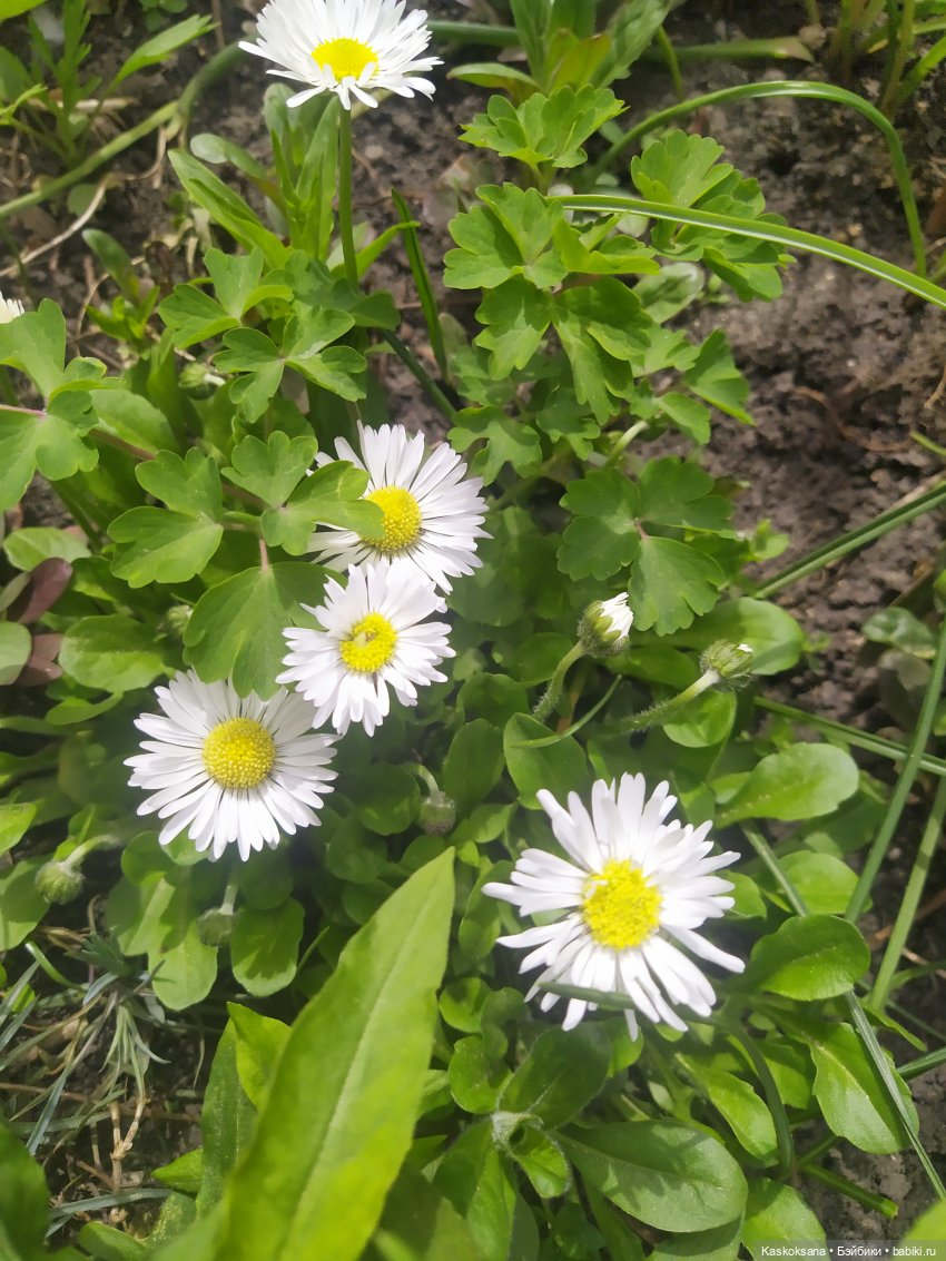 Как Любимчики дежурили по апрелю