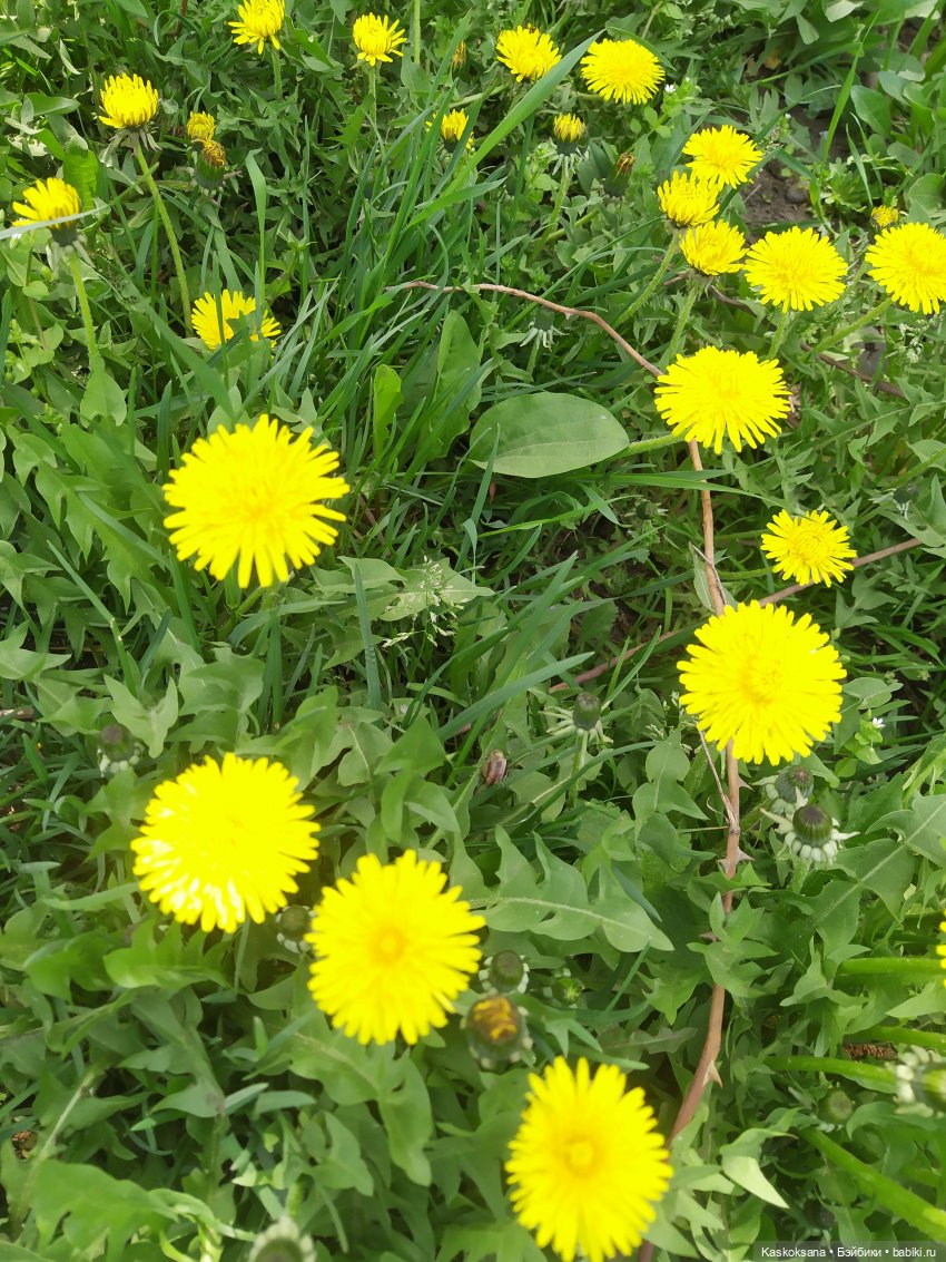 Как Любимчики дежурили по апрелю