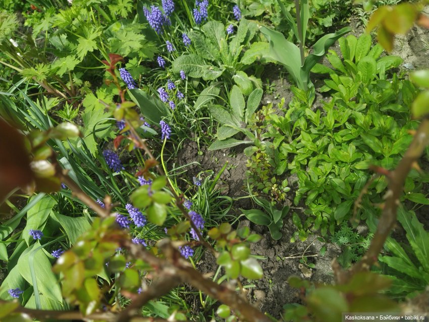 Как Любимчики дежурили по апрелю
