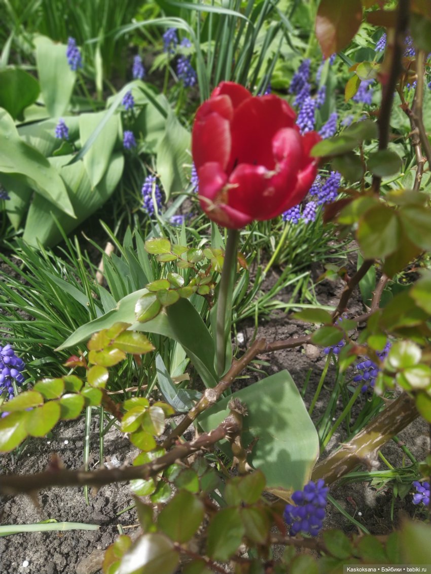 Как Любимчики дежурили по апрелю