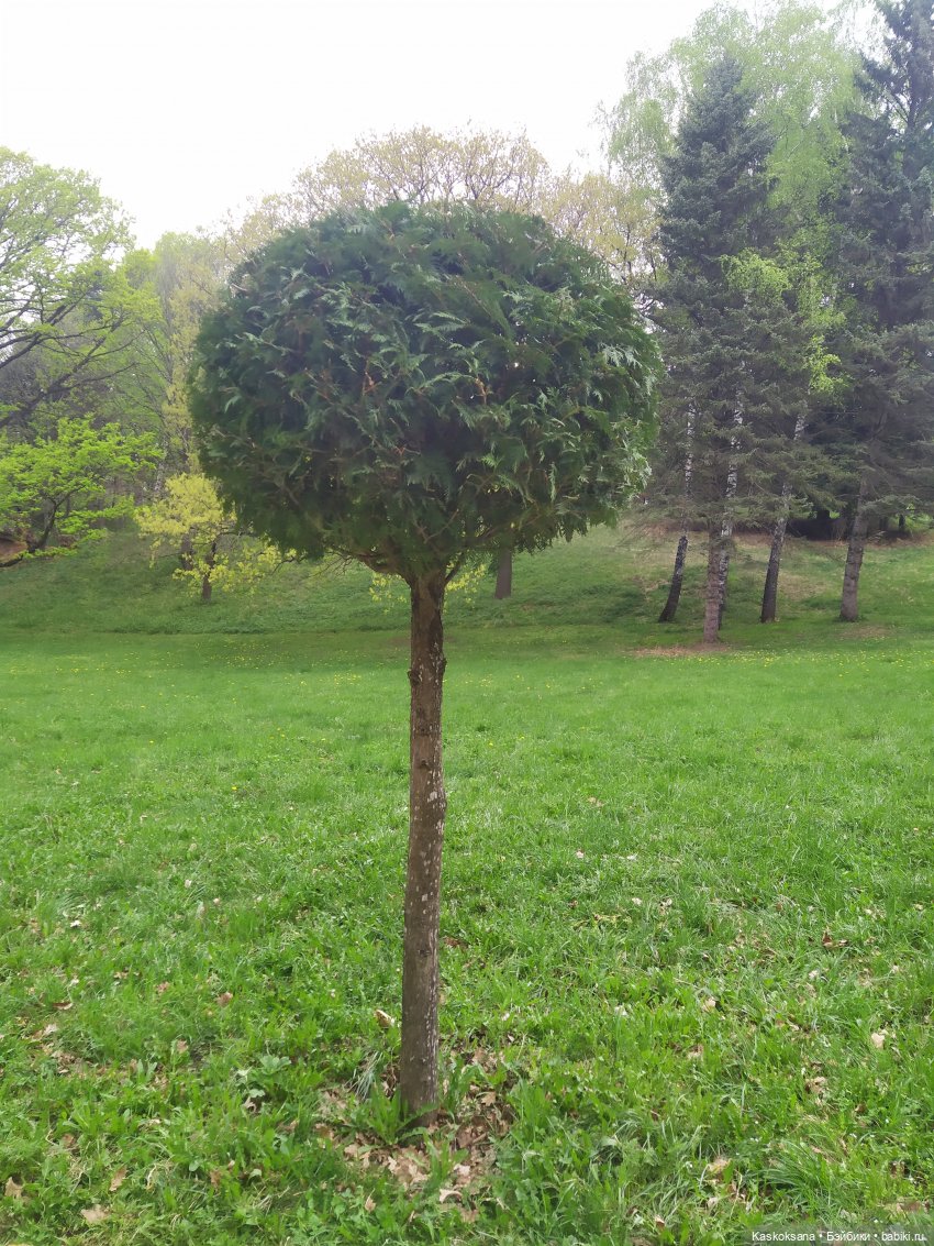 Кисловодские зарисовки. Красные камни