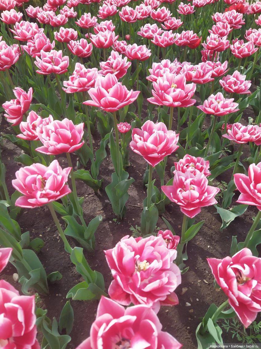 Кисловодские зарисовки. Нарзаны, архитектура, цветы