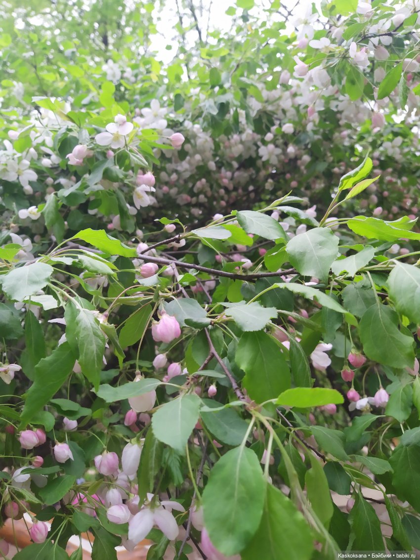 Кисловодские зарисовки. Нарзаны, архитектура, цветы