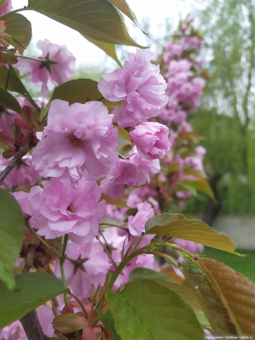 Кисловодские зарисовки. Нарзаны, архитектура, цветы