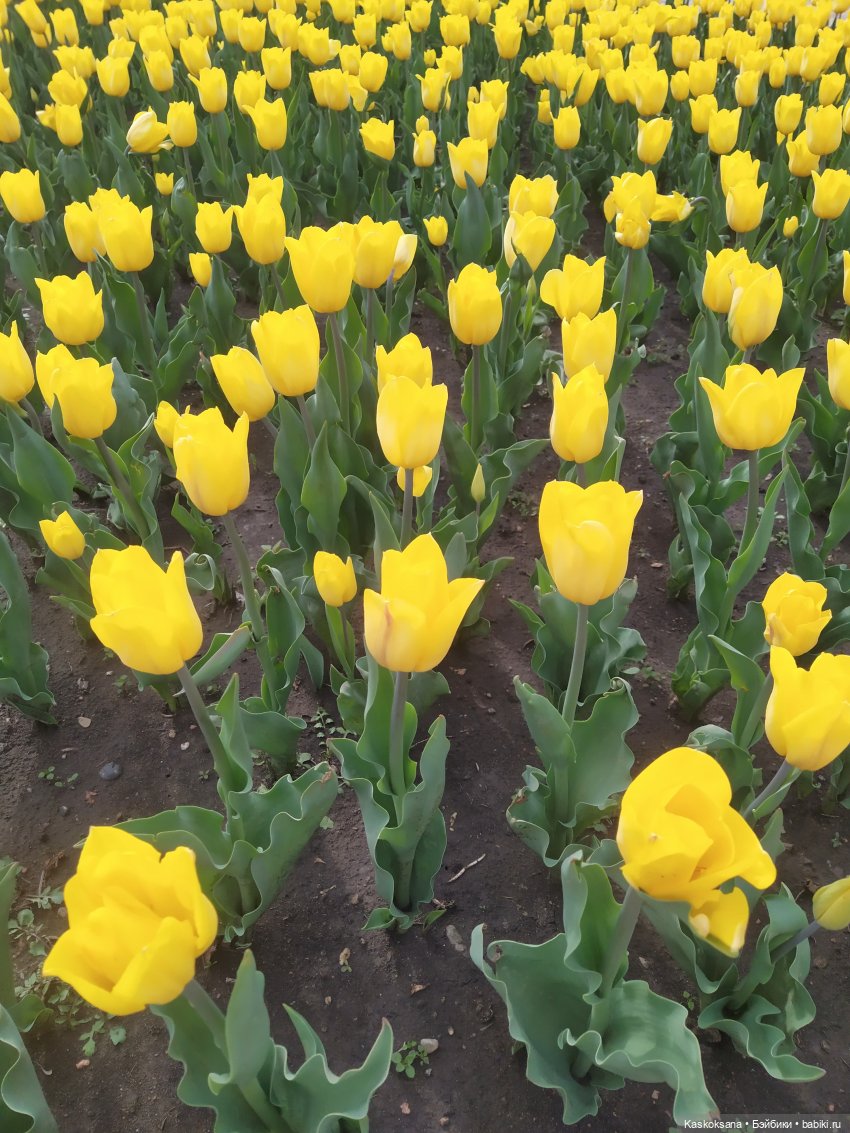 Кисловодские зарисовки. Нарзаны, архитектура, цветы