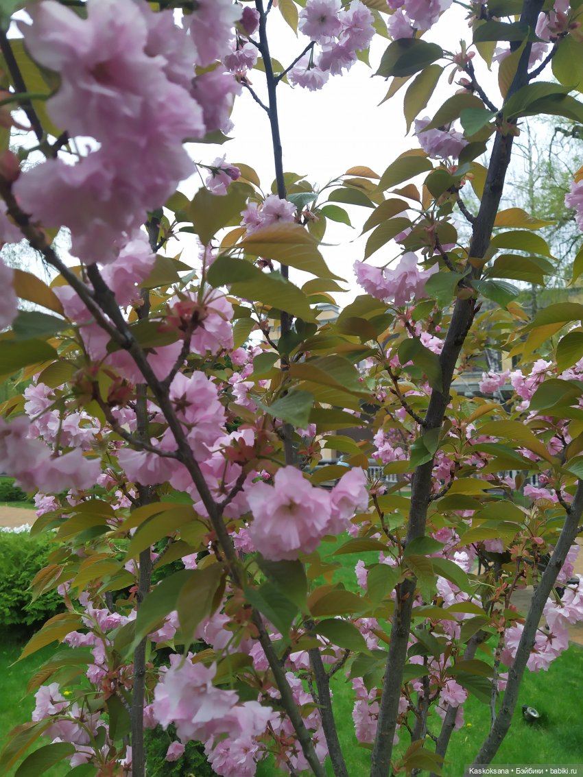 Кисловодские зарисовки. Нарзаны, архитектура, цветы