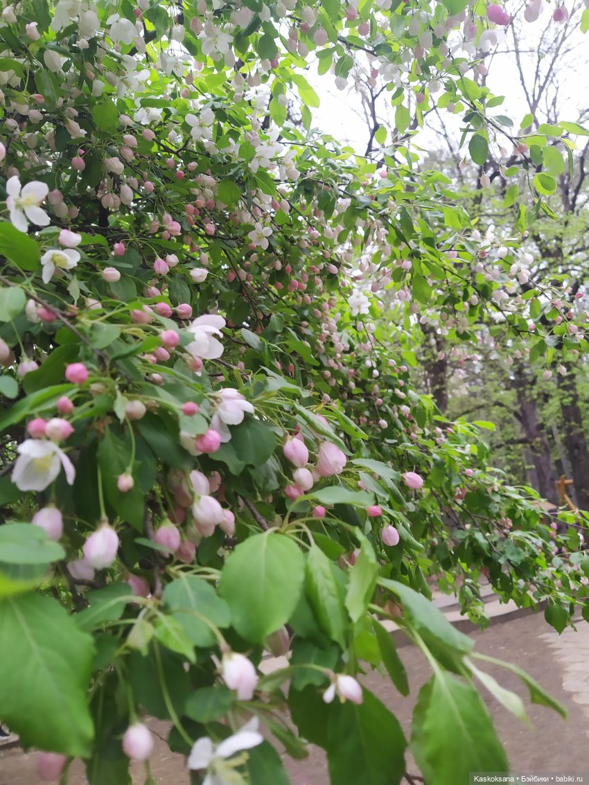 Кисловодские зарисовки. Нарзаны, архитектура, цветы