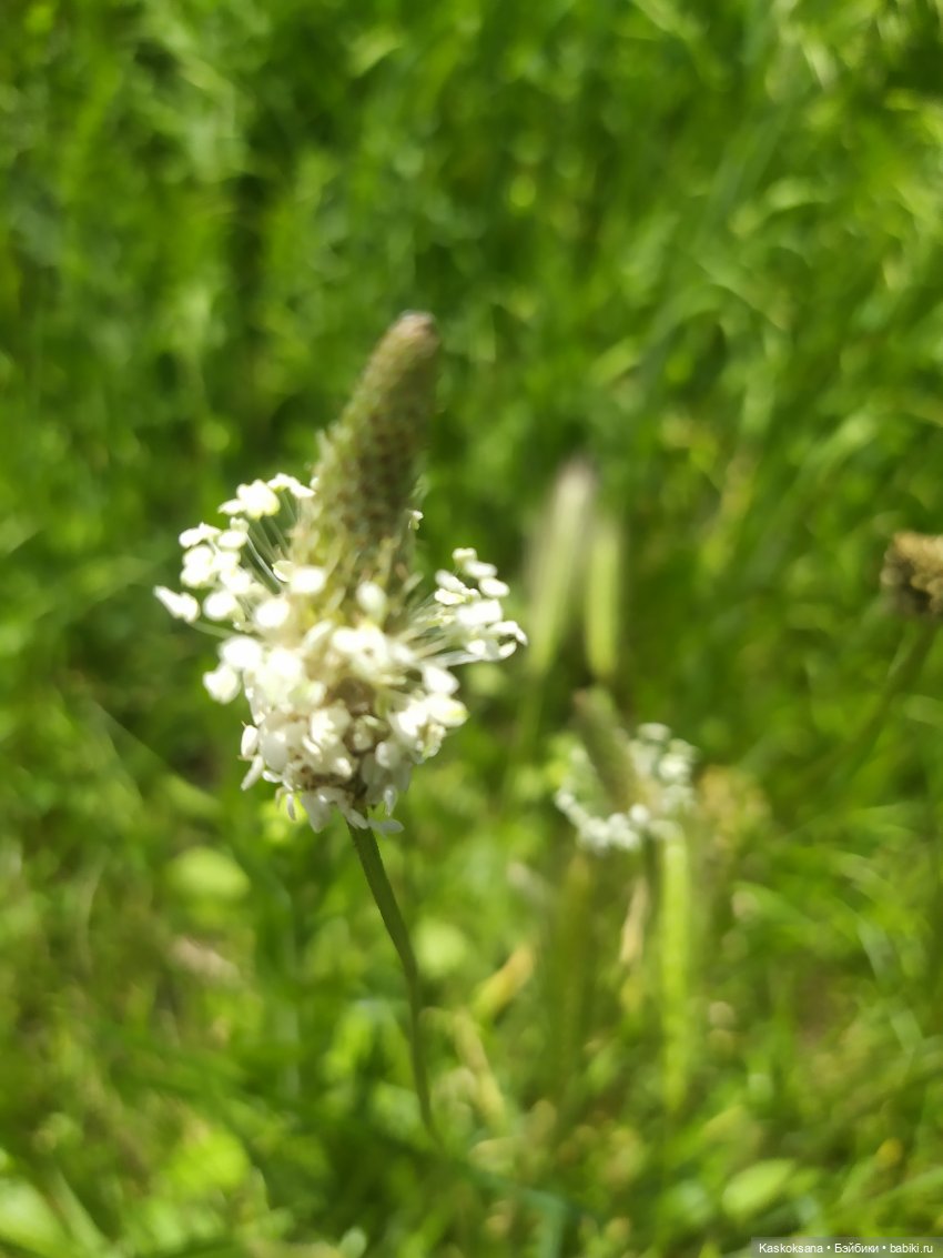 Праздник рождения цветов у эльфов. Анонс (фото 7)