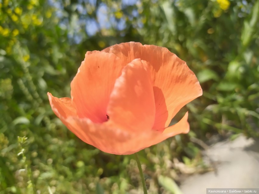 Праздник рождения цветов у эльфов. Анонс (фото 5)