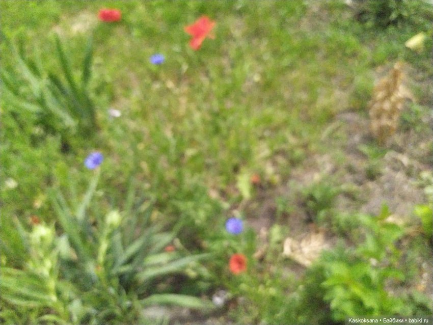 Праздник рождения цветов у эльфов. Анонс (фото 9)