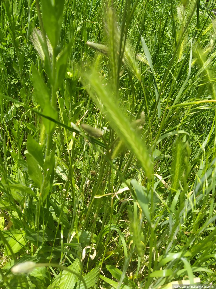 Праздник рождения цветов у эльфов. Анонс (фото 6)