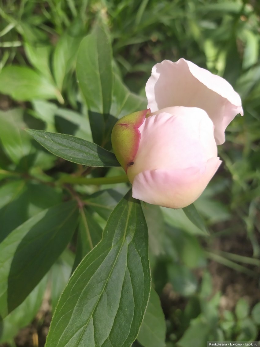 Праздник рождения цветов у эльфов. Анонс (фото 3)