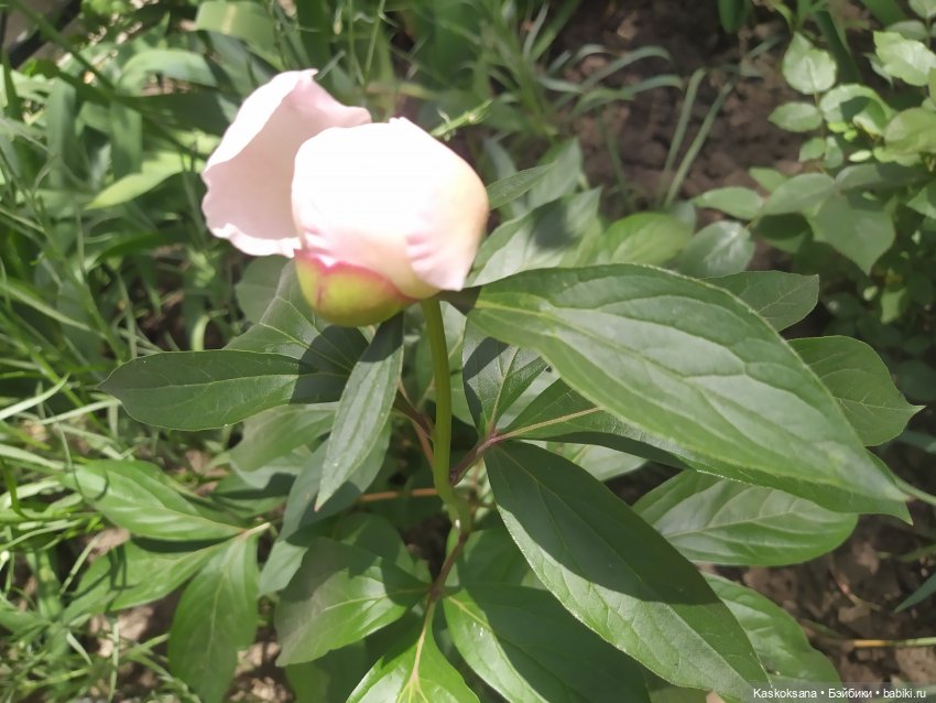 Праздник рождения цветов у эльфов. Анонс (фото 2)