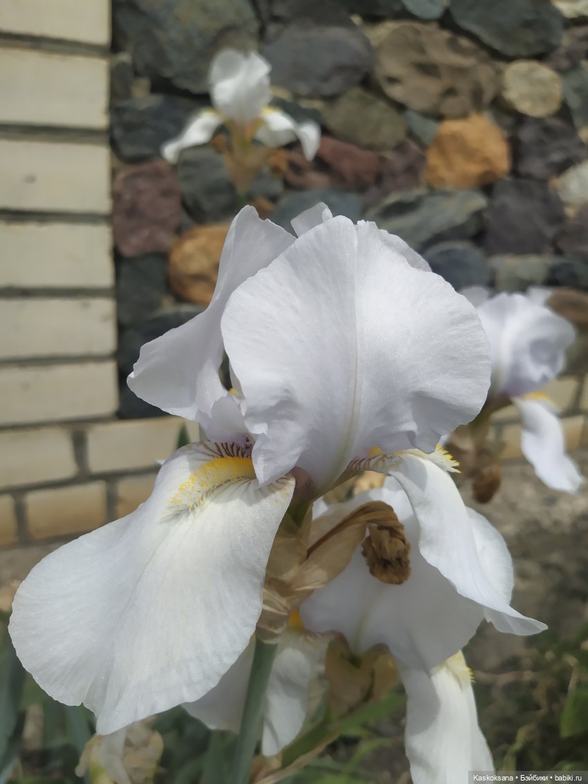 Праздник рождения цветов у эльфов. Анонс