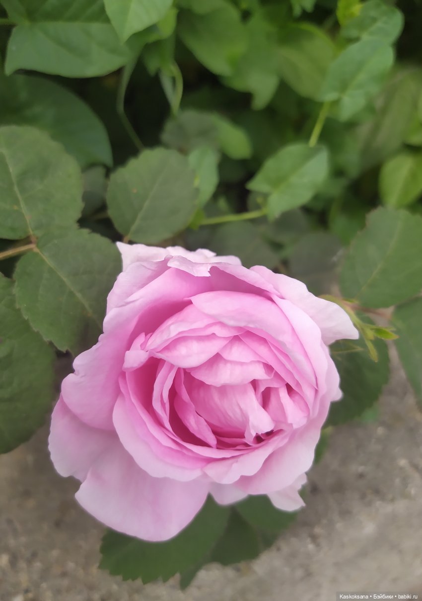 Праздник рождения цветов у эльфов. Анонс (фото 4)