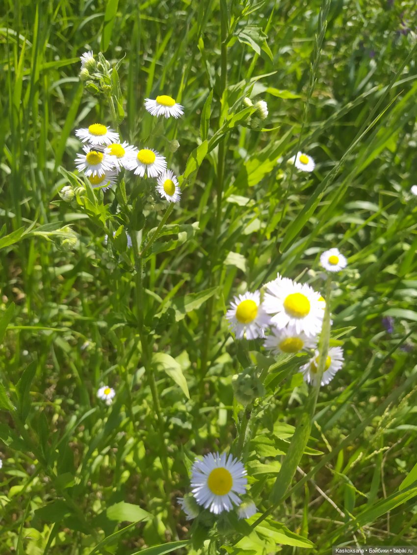 Праздник рождения цветов Ност-на-Лотион