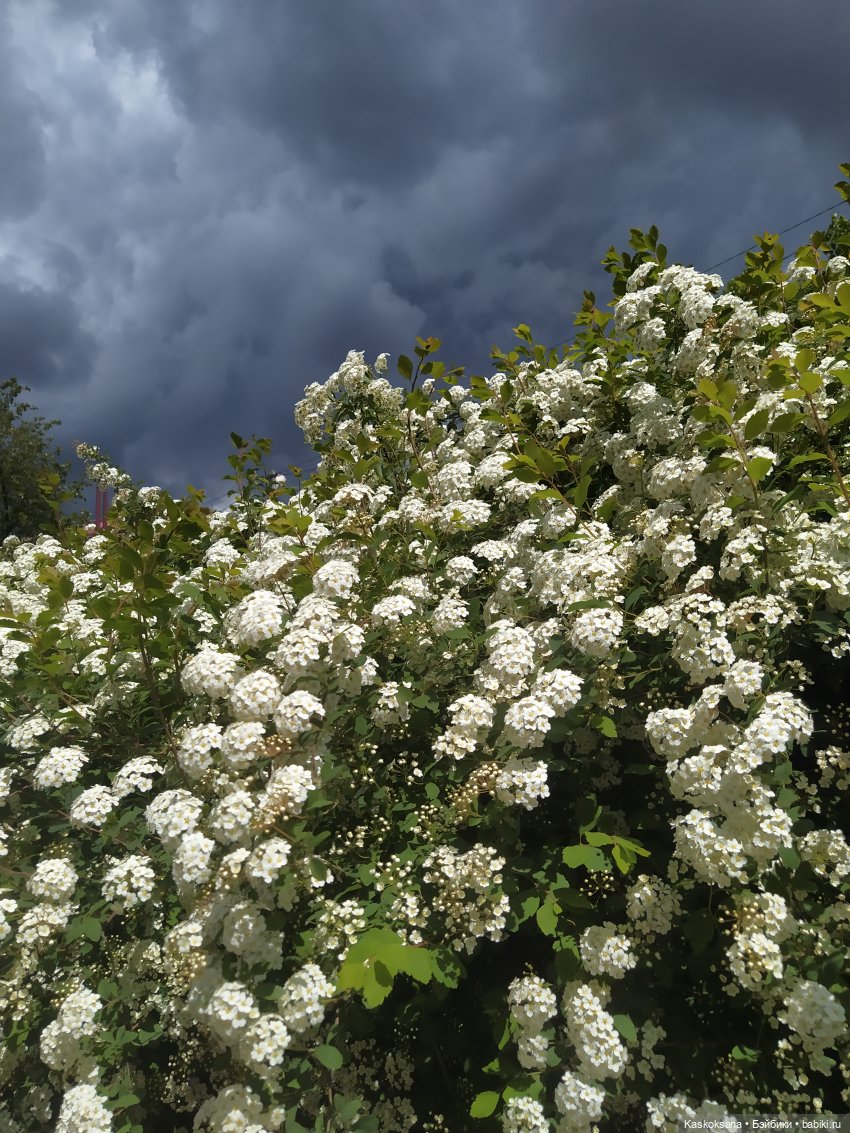 Праздник рождения цветов Ност-на-Лотион