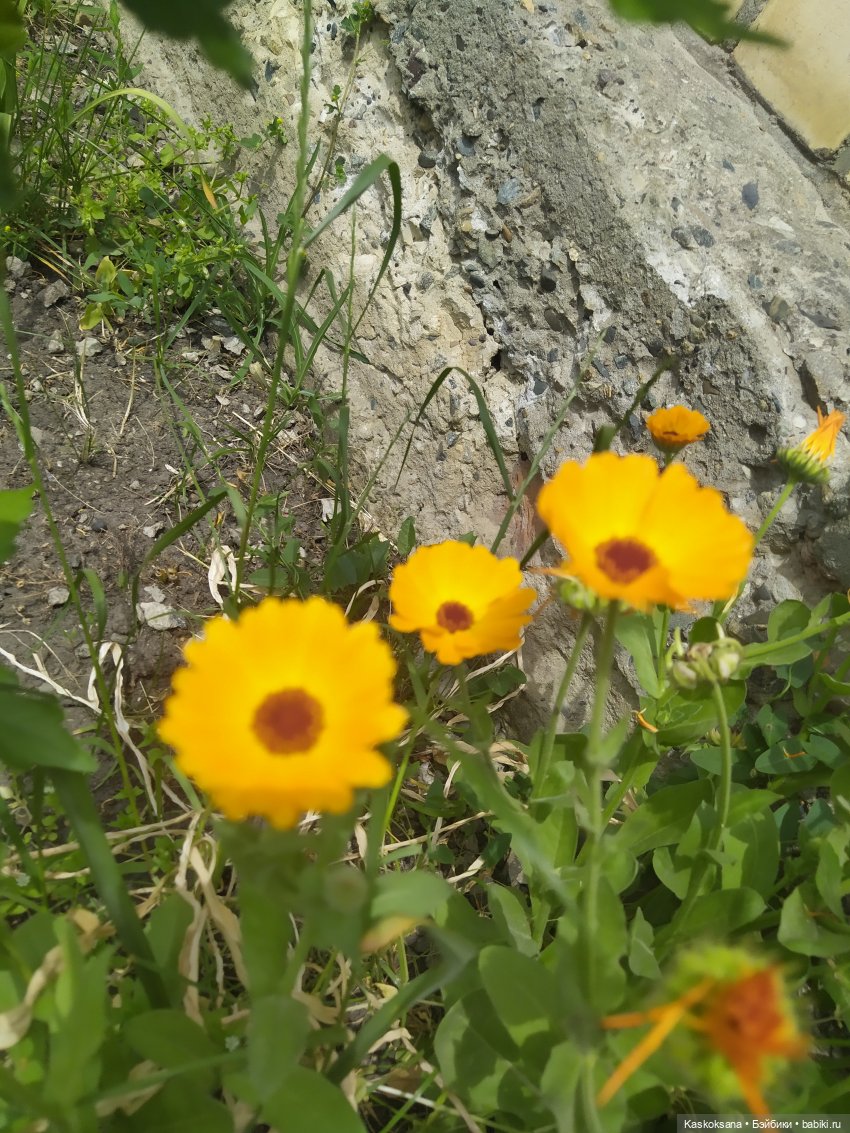 Праздник рождения цветов Ност-на-Лотион