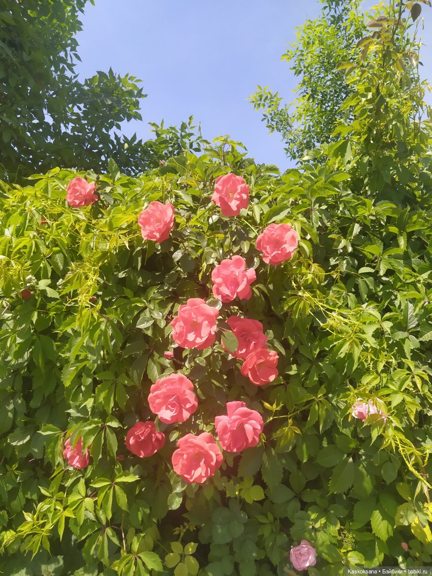 Праздник рождения цветов Ност-на-Лотион