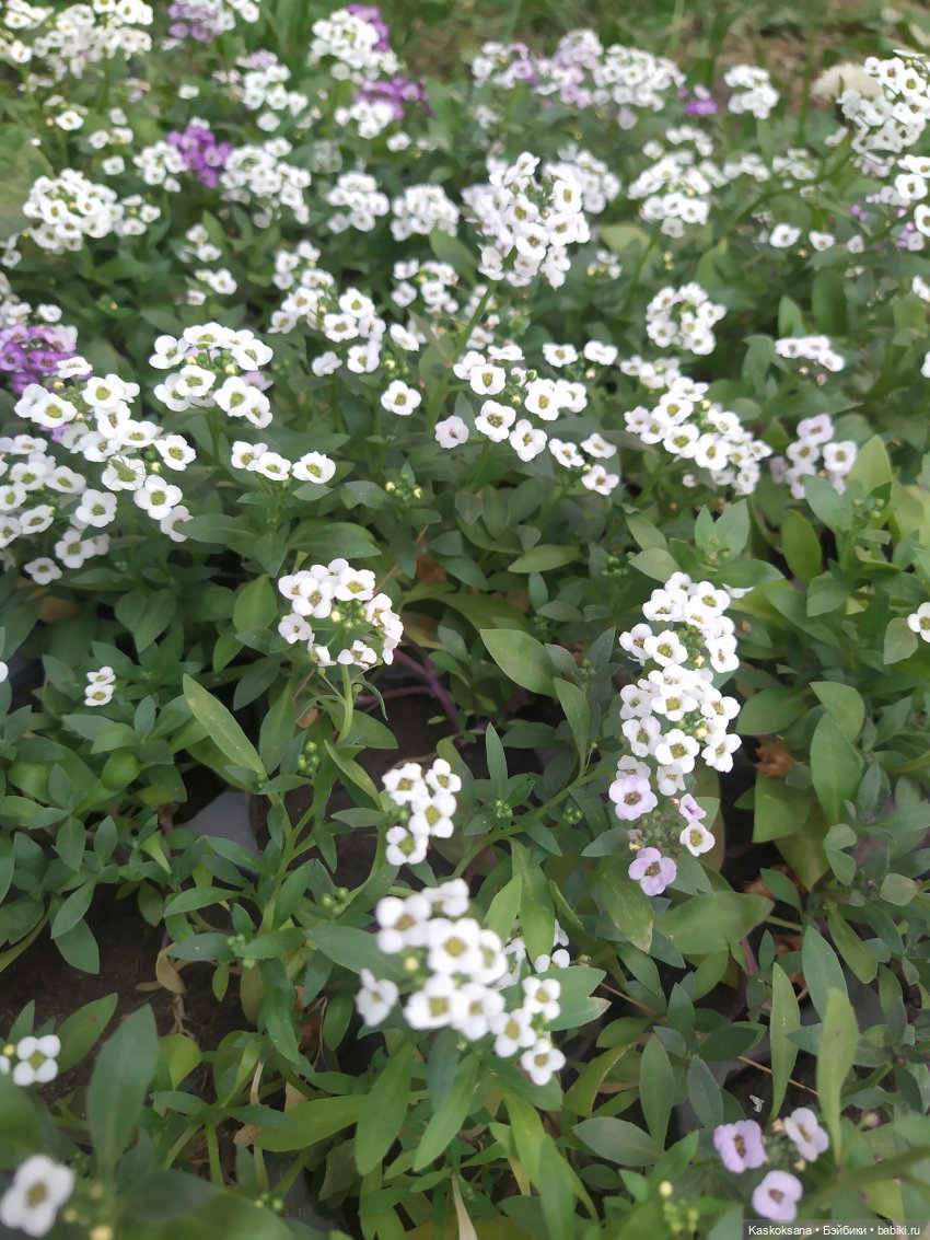 Праздник рождения цветов Ност-на-Лотион