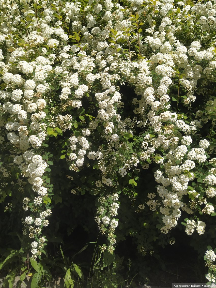 Праздник рождения цветов Ност-на-Лотион
